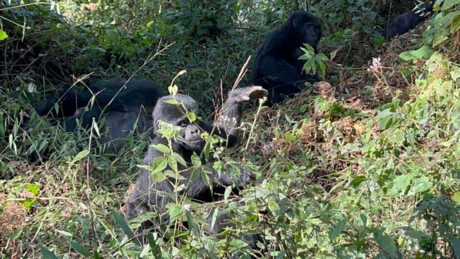 Lake Bunyonyi: Mgahinga Gorilla National Park Day Trip - Is It Worth the Price?