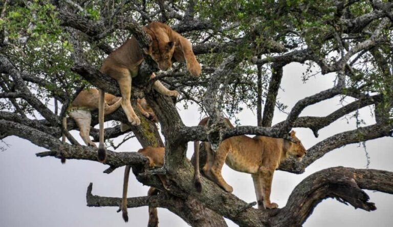 Lake Manyara: Day Trip Safari with Bird Watching - The Value of This Tour