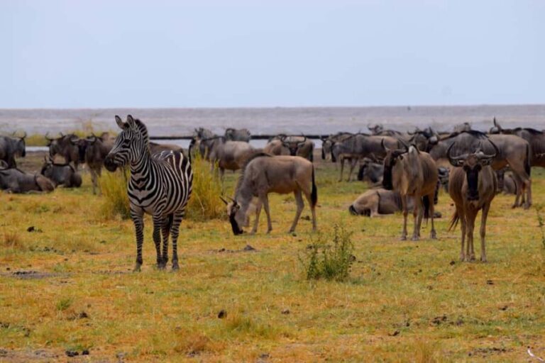 Lake Manyara Day Trip:Canoeing, Treetop Walkway,& Game Drive - Final Thoughts on the Experience