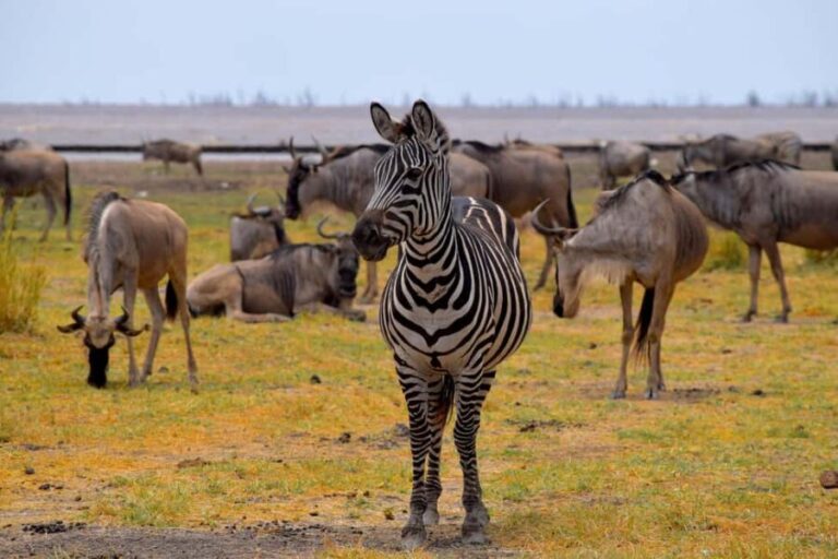 Lake Manyara Overnight Trip with Canoeing & Treetop Walkway - What Makes This Tour Stand Out?
