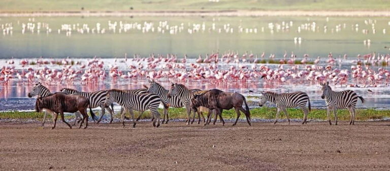 Lake Manyara: The best of Day Trip from Arusha - What Travelers Say: Authentic Perspectives