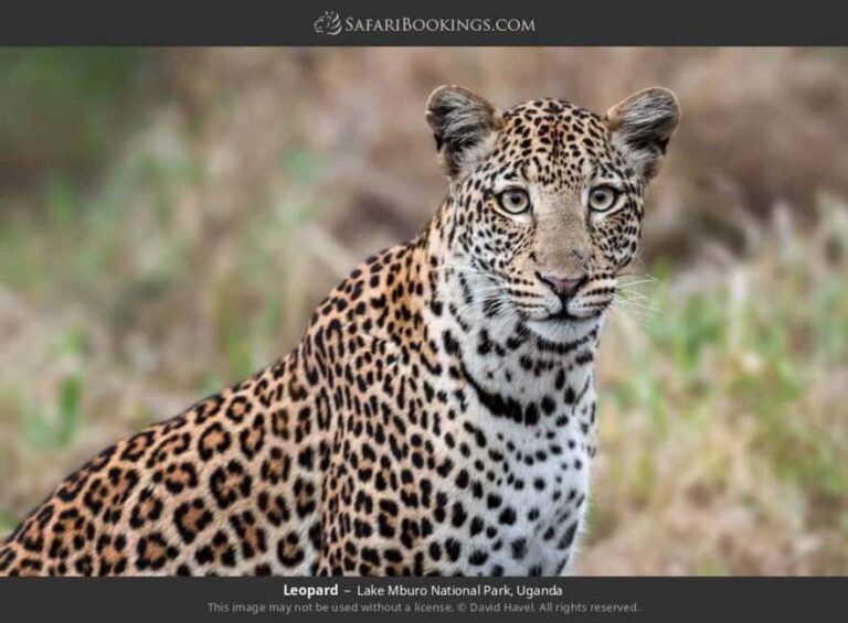 Lake Mburo National Park: Guided 3-Day Wildlife Safari - The Practical Side: Transportation, Cost, and Travel Style