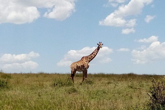 Lake Naivasha & Crescent island day trip. - Analyzing the Value and Experience