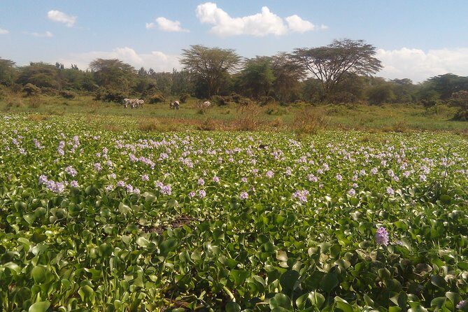 Lake Naivasha Private Day Tour with Boat Ride from Nairobi - Key Points