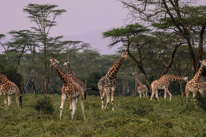 Lake Nakuru Day Tour From Nairobi - What’s Included and What’s Not