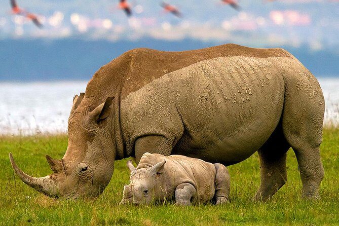Lake Nakuru Day Trip From Nairobi - What to Expect in Terms of Costs and Practicalities