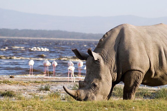Lake Nakuru Day Trip From Nairobi - Price & Value
