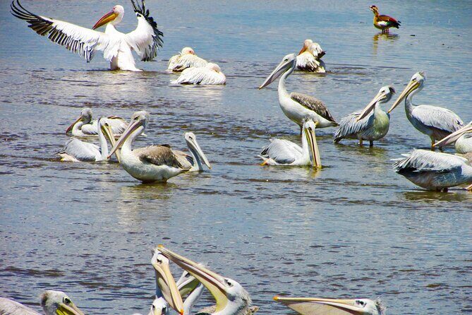 Lake Nakuru Day Trip Safari  & Optional Lake Naivasha Boat - Transportation, Pricing, and Practical Tips