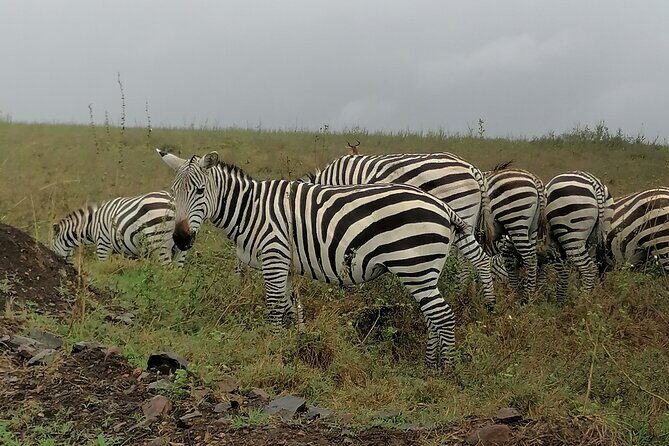 Lake Nakuru National Park Day Tour - What You’ll Experience on the Tour