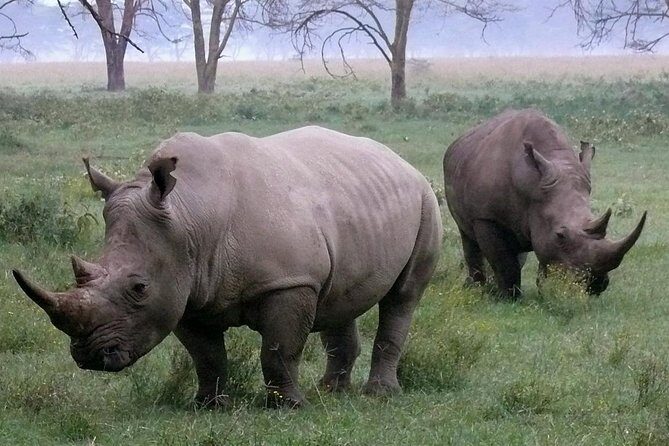 Lake Nakuru National park Day Tour From Nairobi - Inclusions and Exclusions: What’s Covered and What’s Not