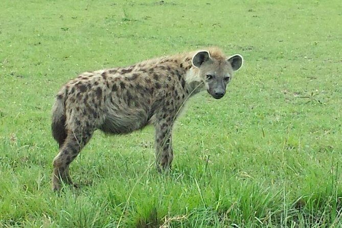 Lake Nakuru National Park Day Tour Via Lake Naivasha - Who Is This Tour Best Suited For?