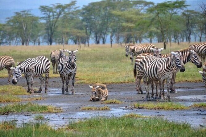 Lake Nakuru National Park Day Trip From Nairobi - Lunch Break and Optional Lake Naivasha Visit