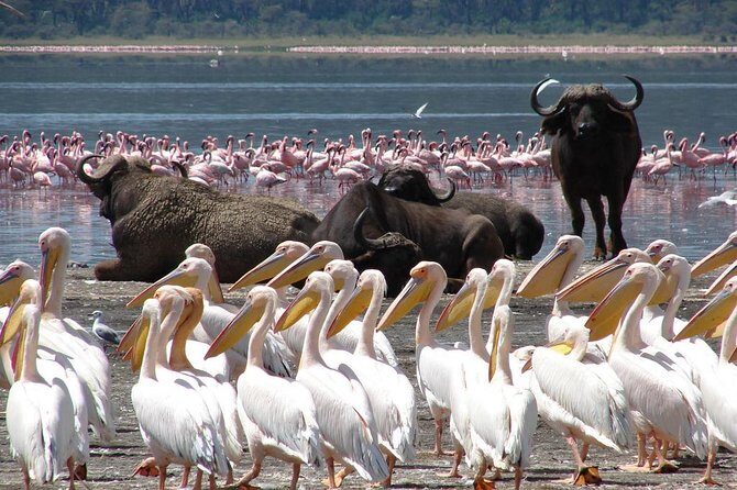 Lake Nakuru National Park: Day Trip from Nairobi - Who Should Consider This Tour?