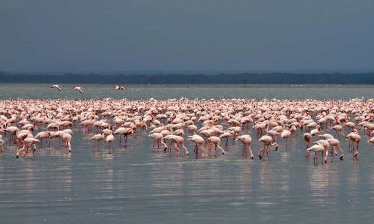 Lake Nakuru National Park Day Trip From Nairobi - The Value of This Tour