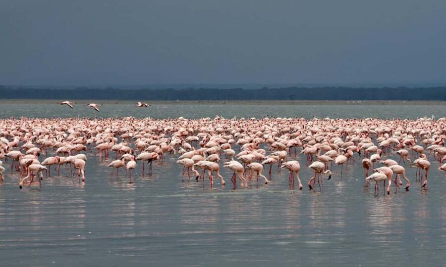 Lake Nakuru National Park Day Trip From Nairobi - The Value of This Tour