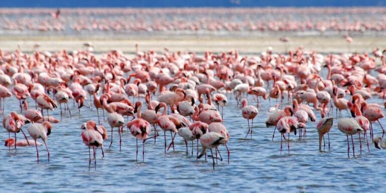 Lake Nakuru National Park Day Trip With Nakuru/Nairobi pick - Exploring the Details of the Lake Nakuru Tour