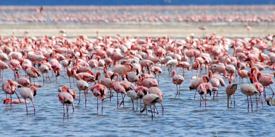 Lake Nakuru National Park Day Trip With Nakuru/Nairobi pick - Exploring the Details of the Lake Nakuru Tour
