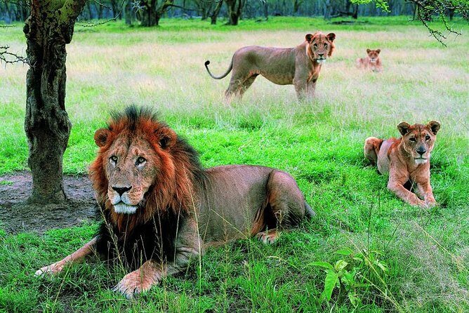 Lake Nakuru National Park - Day Trip (With Park Fees) - Who Would Enjoy This Tour?