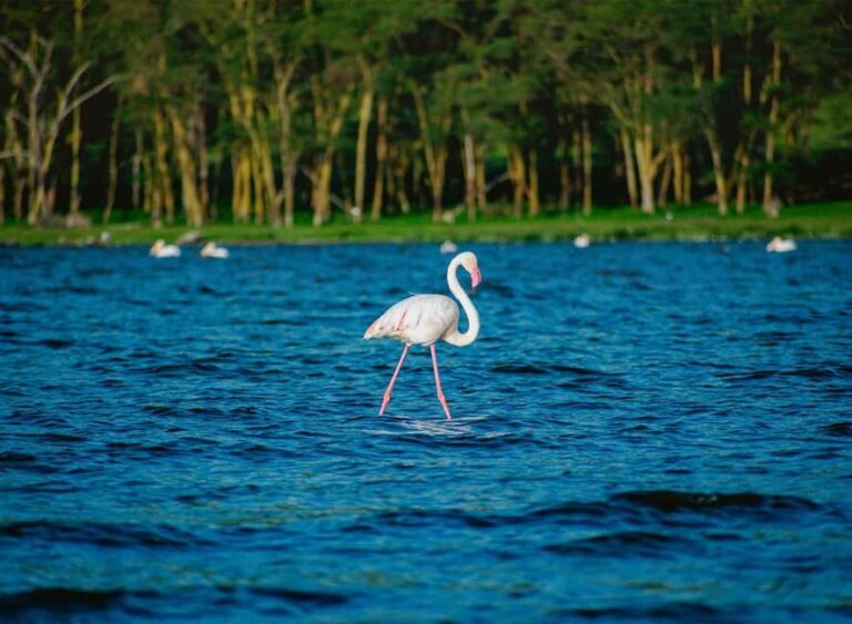 Lake Nakuru National Park: Daytrip in a 4X4 Private Jeep - Value and Practical Tips