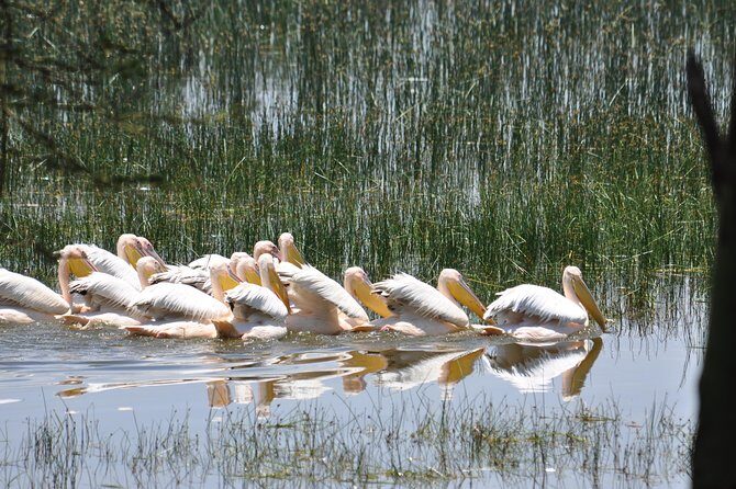 Lake Nakuru National Park daytrip - Who Is This Tour Best For?