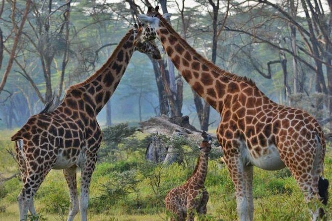 Lake Nakuru National Park Full Day - Analyzing the Value and Experience