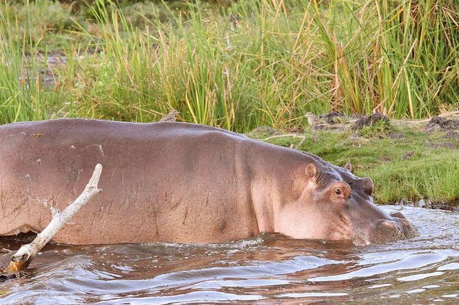Lake Victoria and western Kenya 8 days adventure safari - A Practical Look at the 8-Day Lake Victoria Safari