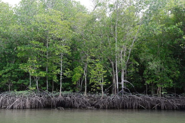 Langkawi Mangrove Boat River Cruise and Private Beach Tour - Who Will Love This Tour?