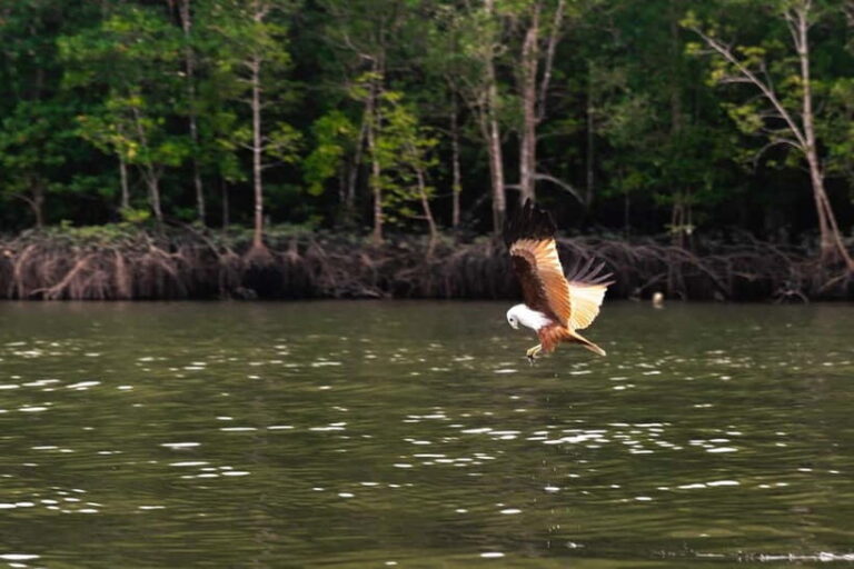 Langkawi Mangrove Group Boat Tour - What Travelers Say