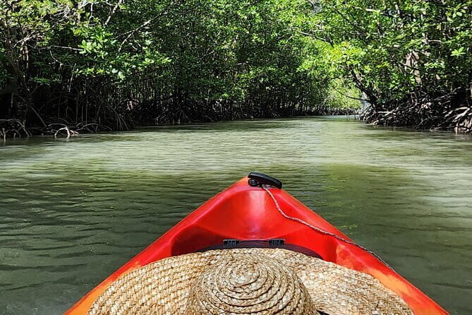 Langkawi Mangrove Kayak Tour by Sham - Authentic Reviews and Insights
