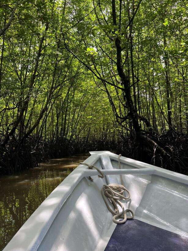 Langkawi: UNESCO Global Geopark Mangrove Cruise - Who Will Love This Tour?