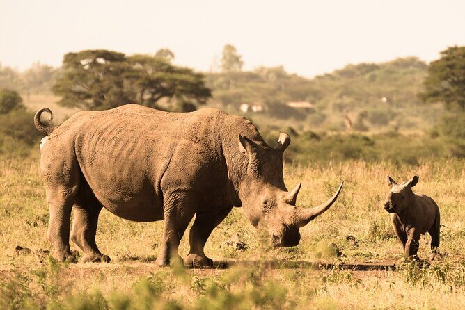 Lay Over Passenger Half Day Nairobi National Park Safari - Evaluating the Value