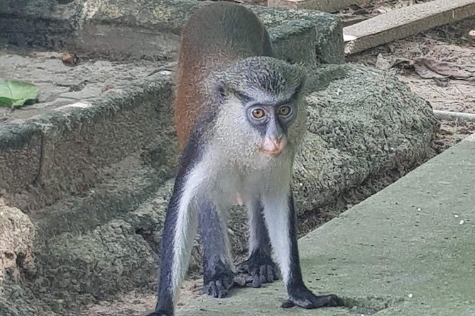 Lekki Conservation Centre - Who Will Love This Tour?
