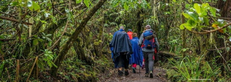 Lemosho Route 10 Days/ 9 Nights 8 Days on the Mountain. - The Sum Up