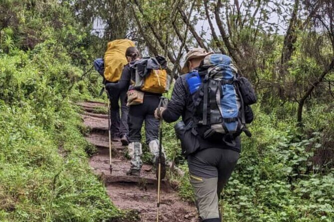 Lemosho Route 8 Days Kilimanjaro Climbing Tour - Authentic Experiences and Traveler Feedback