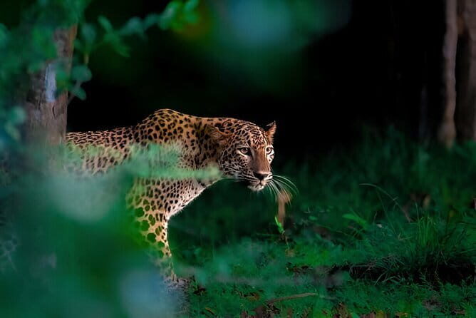 Leopard Half Day Yala National Park Eleven Safari - An In-Depth Look at the Tour Experience