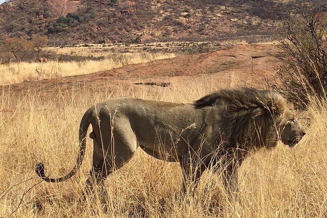 Lesedi cultural village and lion mini safari - The Safari Component: Wildlife Close-Up