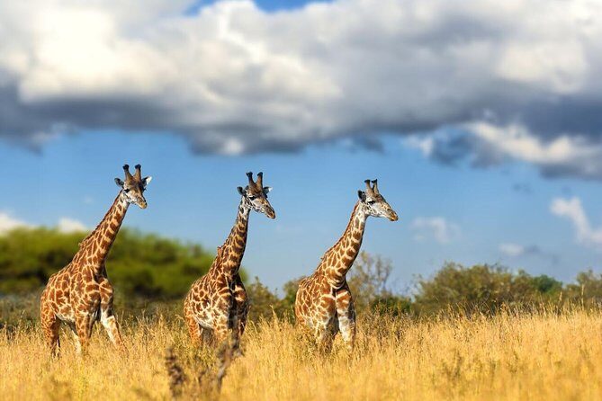 Lesedi Cultural Village and Lion Park Day Tour from Johannesburg - Authentic Experiences Highlighted by Travelers