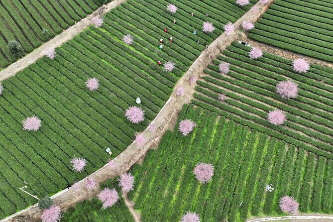 Leshan Giant Buddha day tour with tea Tasting Terrace view - Practical Considerations and Tips