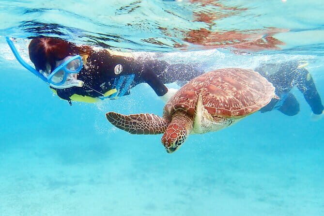 Let's swim with sea turtles in Yakushima!Snorkeling Tour - The Sum Up