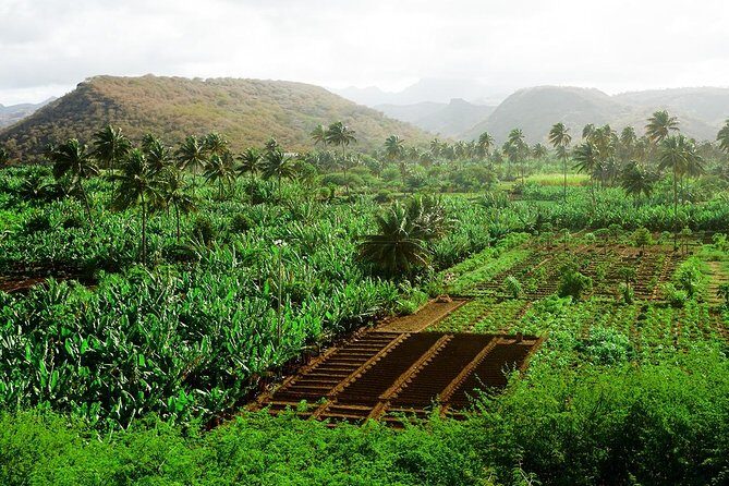 Like Locals: Banana Plantation, and Cuscuz with locals - Why This Tour Stands Out