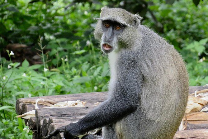 Lilongwe City Tour (full day) - The Value of This Tour