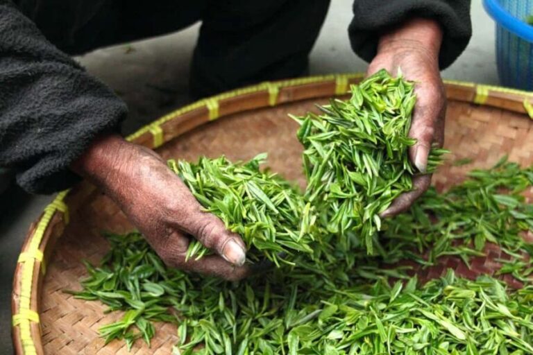 Limuru: Tea Farm Visit with Lunch - Why This Tour Is Worth Considering