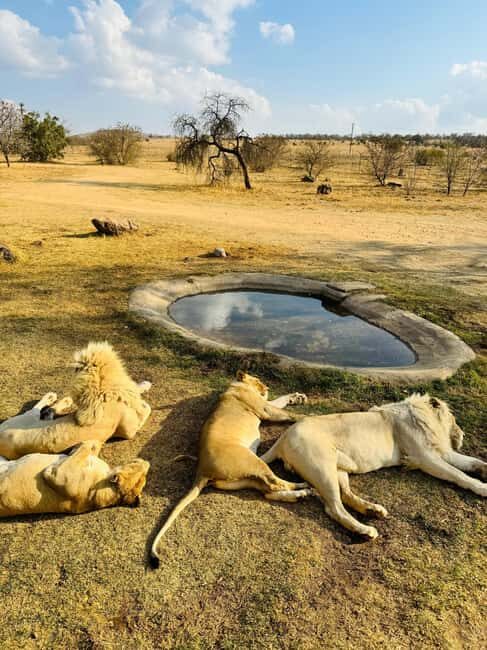 lion park: Safari Adventure - What Makes This Experience Special?