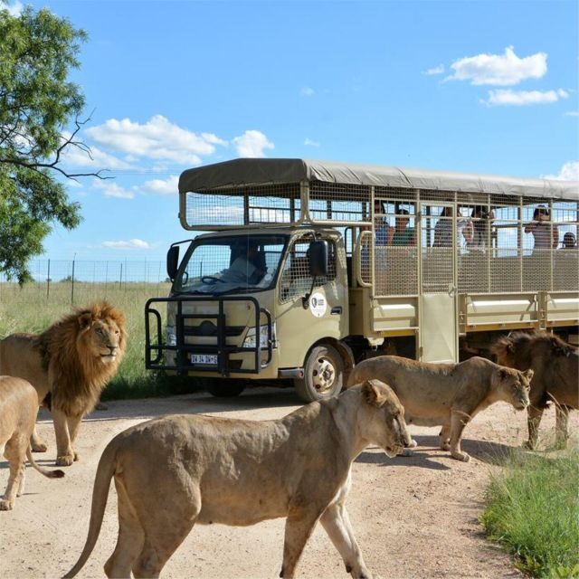 Lion Park Tour in Open Safari Vehicle - What To Expect on the Tour