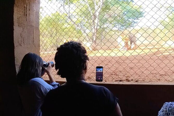 Lion & Wildlife Sanctuary Excursion Victoria Falls - The Pride of Lions