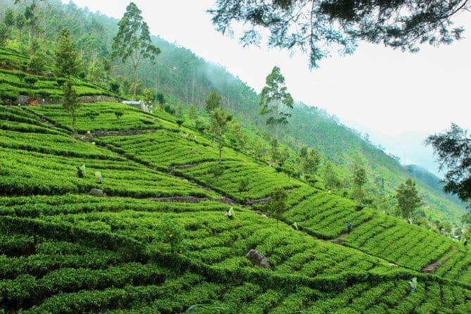 Lipton's Seat and Tea Factory,Trail Amidst Tea Plantation Day Tour - Practical Details