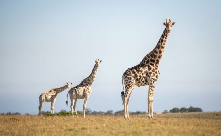Little Brak River: Botlierskop Guided Game Drive - The Experience From a Traveler’s Perspective