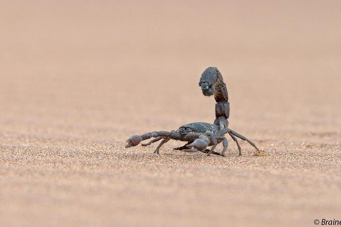 Living Desert Eco Dune Tour - The Itinerary in Detail