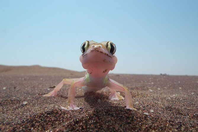 Living Dunes Experience from Swakopmund - Wildlife and Natural Highlights
