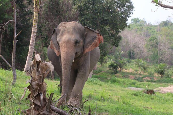 Living Green Elephant Sanctuary Experience near Bangkok & Pattaya - The Transportation & Duration